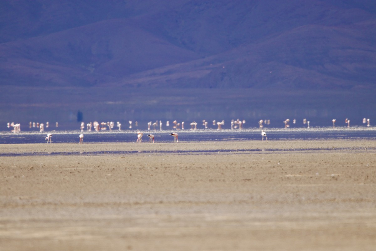 ub. flamingo (Phoenicopteridae sp.) - ML614353023