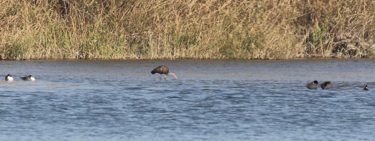 Limpkin - ML614353028