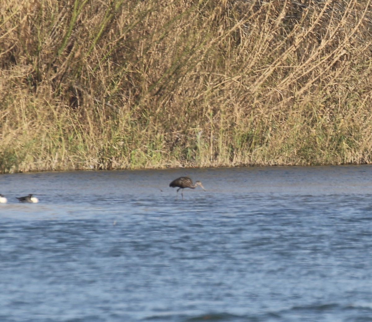 Limpkin - ML614353029