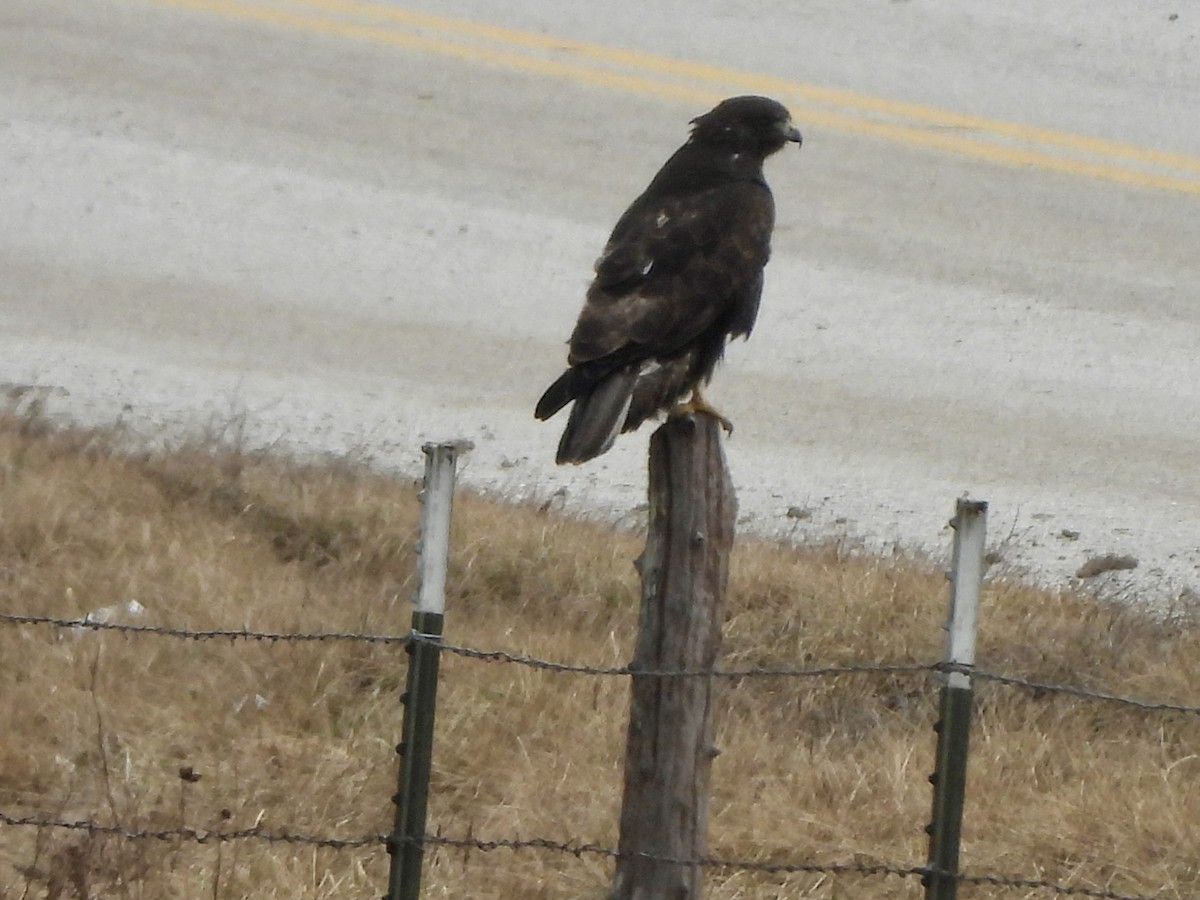 Red-tailed Hawk (Harlan's) - ML614353174