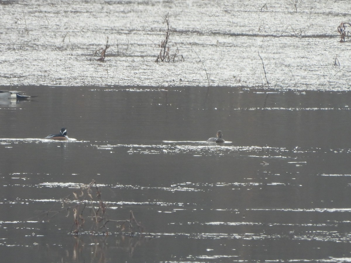 Hooded Merganser - ML614353192