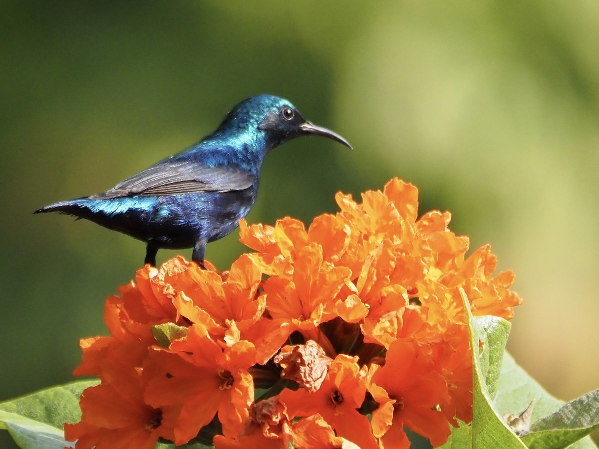 Purple Sunbird - ML614353197