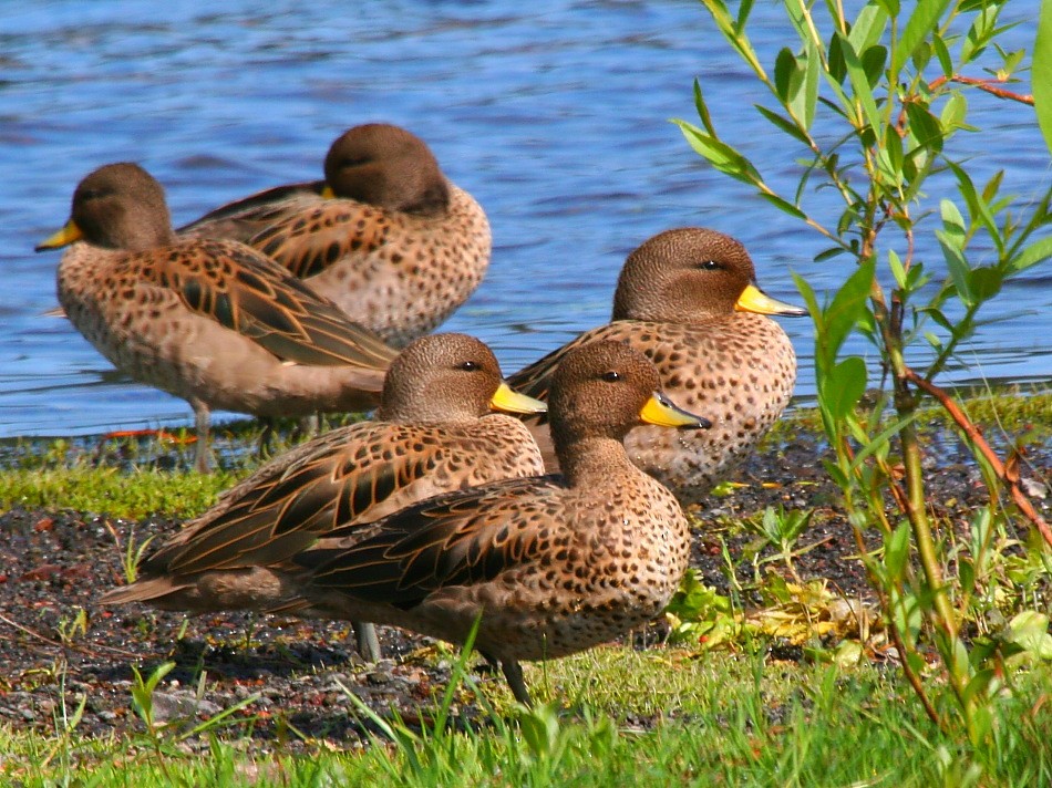 Yellow-billed Teal - ML614353200