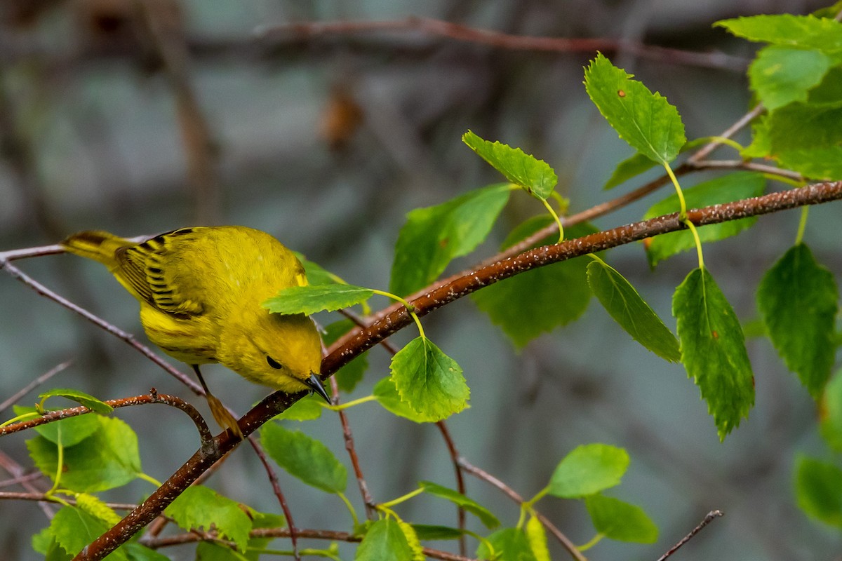 Yellow Warbler - ML614353213