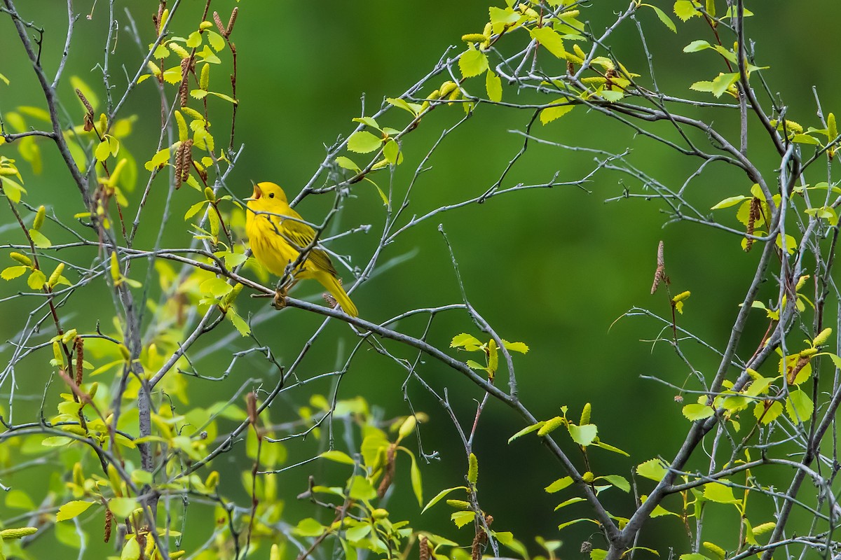 Yellow Warbler - ML614353216