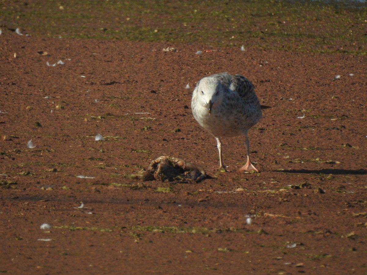 Yellow-legged/Lesser Black-backed Gull - ML614353296