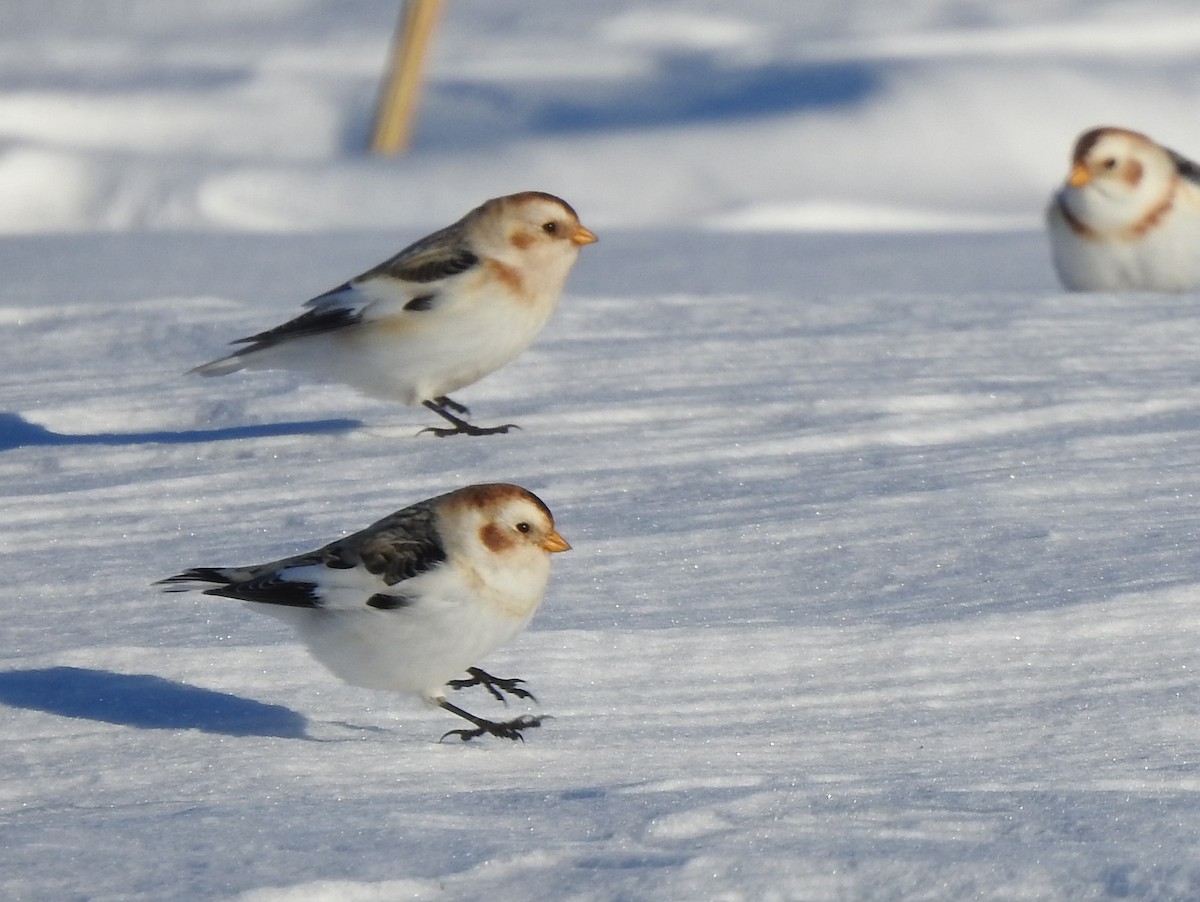 sněhule severní - ML614353408