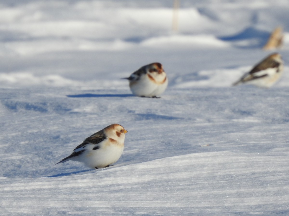 sněhule severní - ML614353409