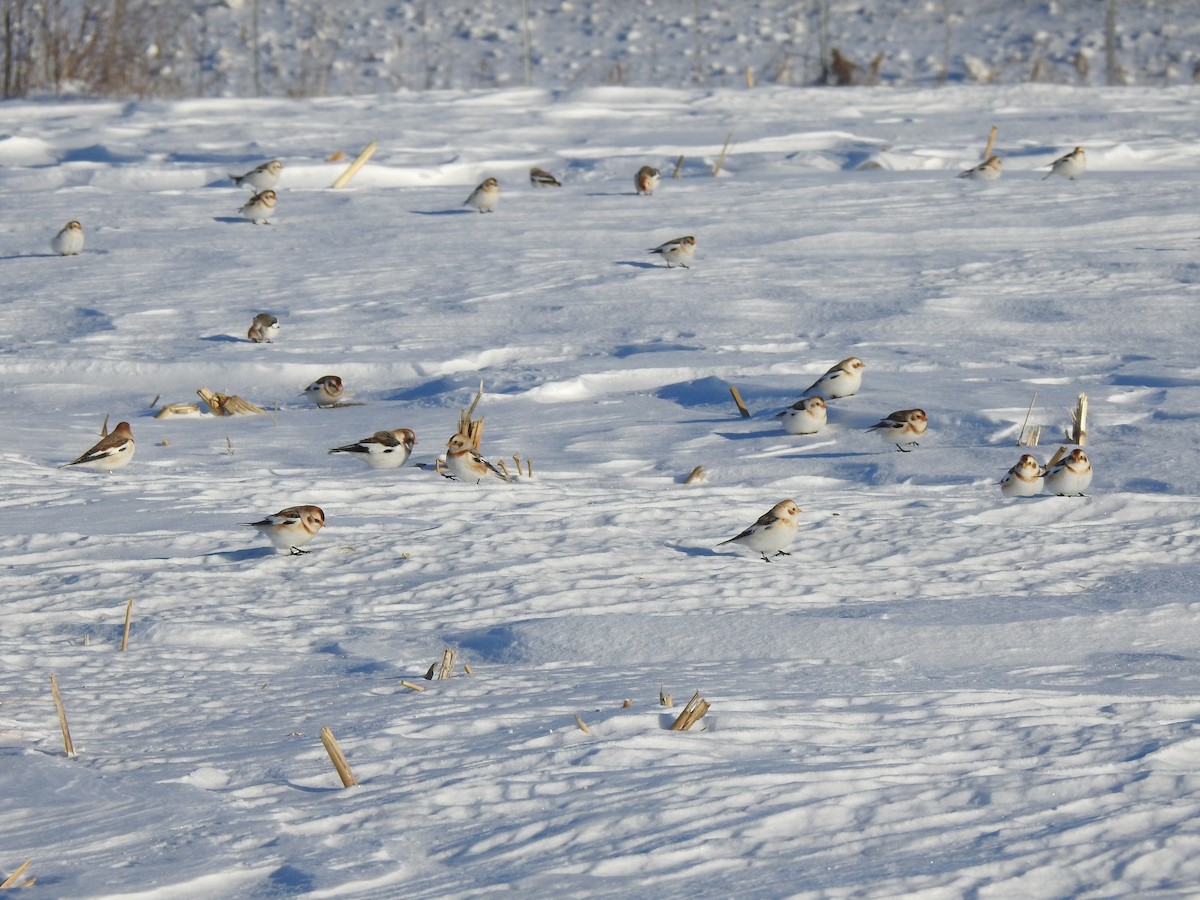 sněhule severní - ML614353410