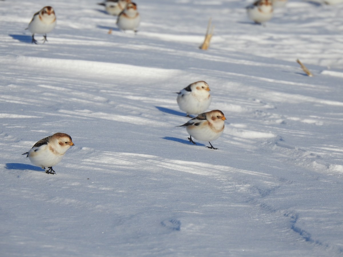 sněhule severní - ML614353411