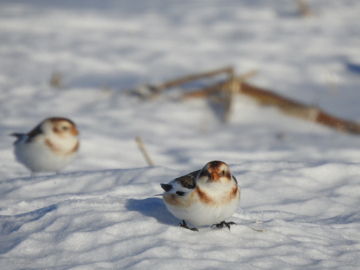 sněhule severní - ML614353413