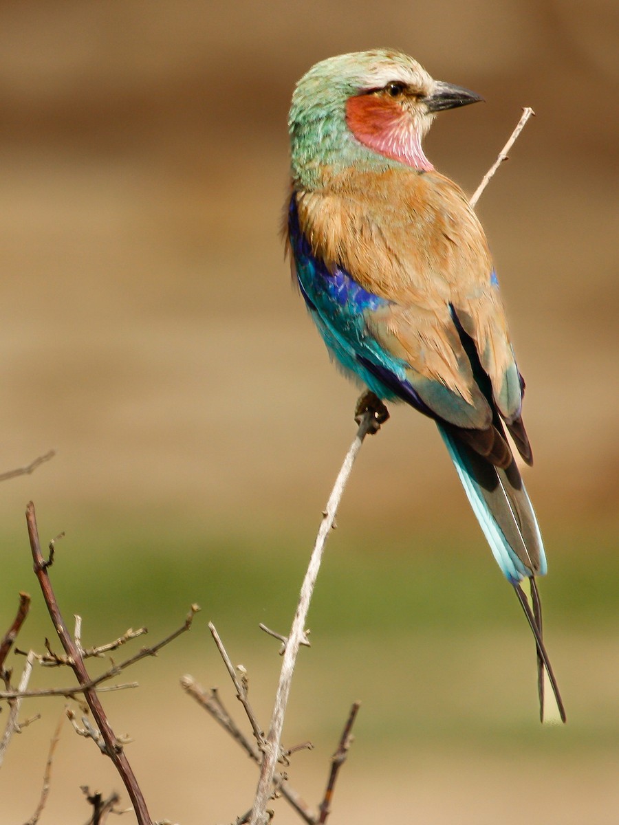 Lilac-breasted Roller - ML614353459