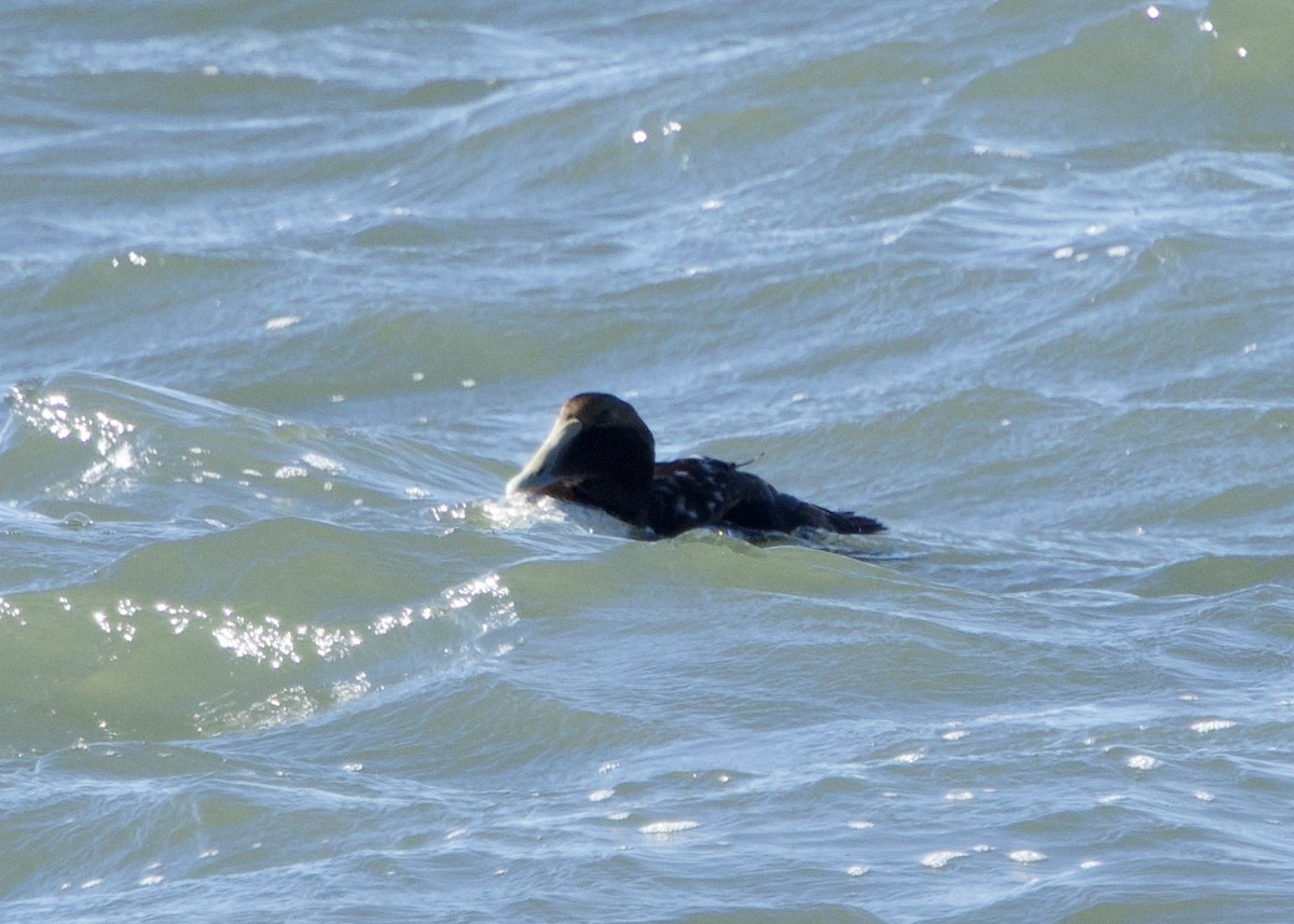 Common Eider - ML614353468