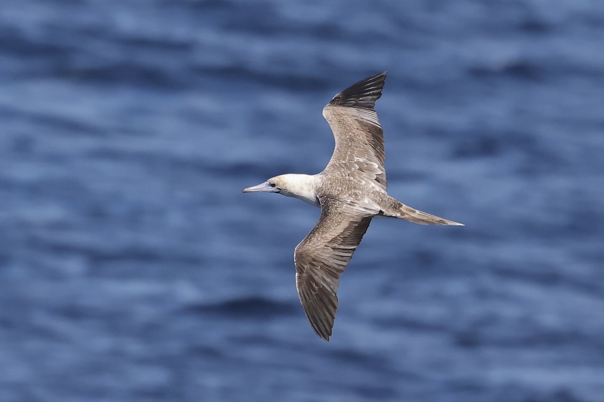 Red-footed Booby - Arman Moreno