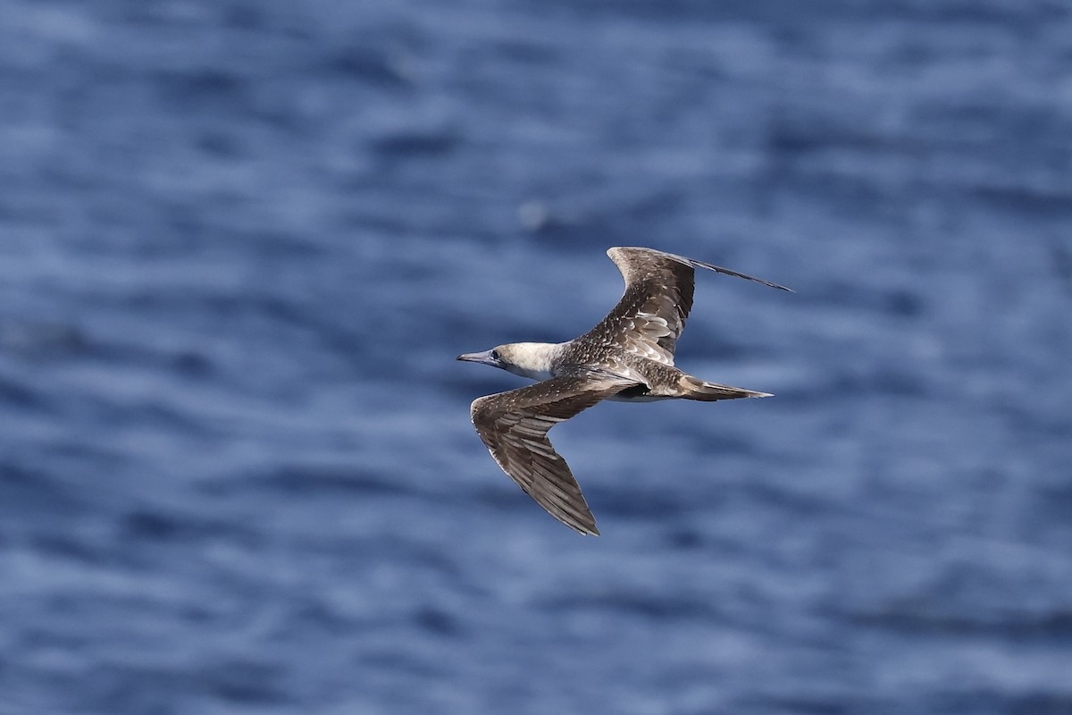 Red-footed Booby - ML614353487