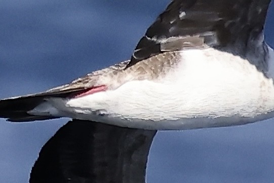 Fou à pieds rouges - ML614353491