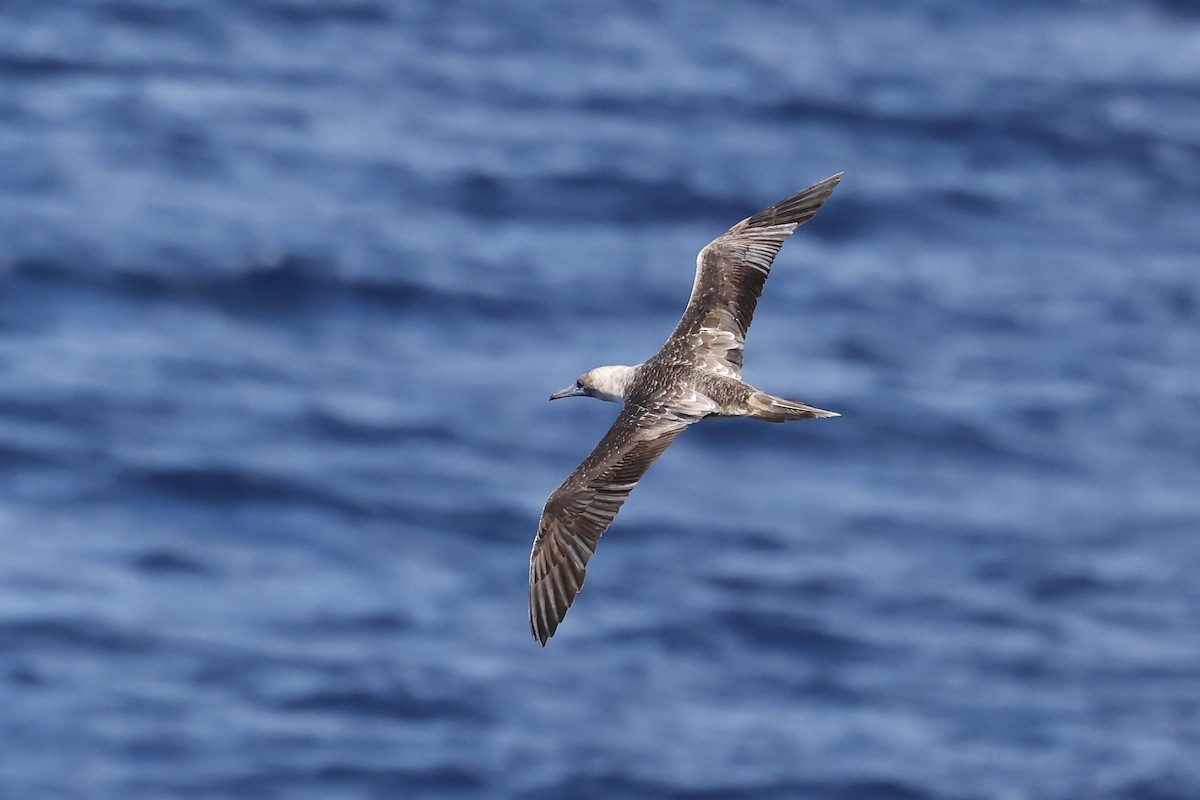 Red-footed Booby - Arman Moreno