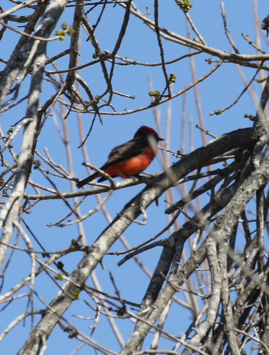 Vermilion Flycatcher - ML614353500