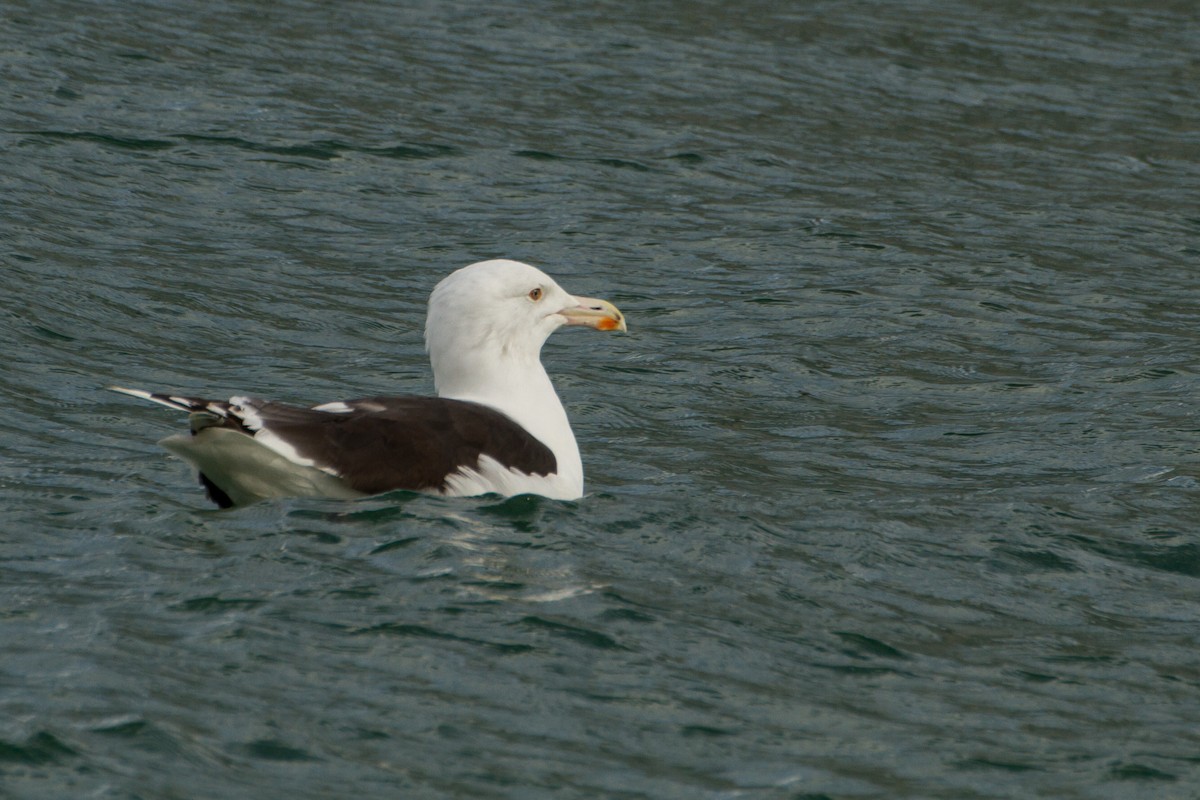 Great Black-backed Gull - Stella Tea