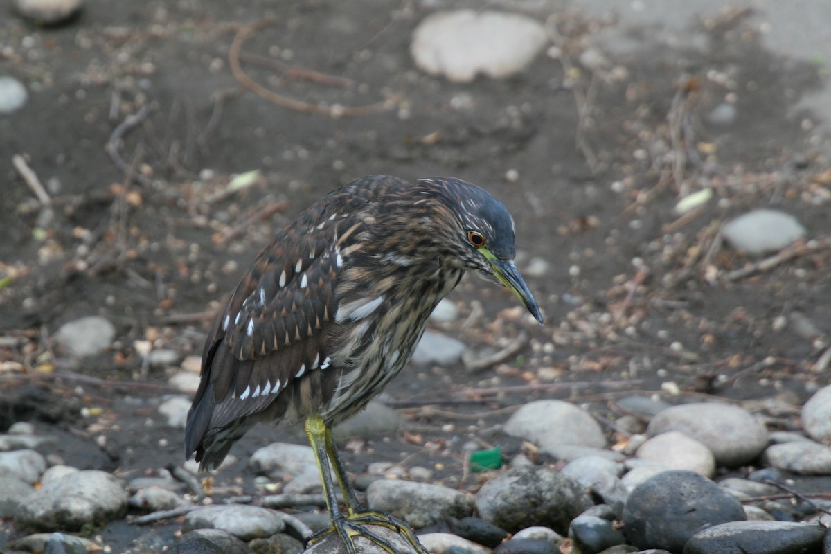 Black-crowned Night Heron - ML614353645