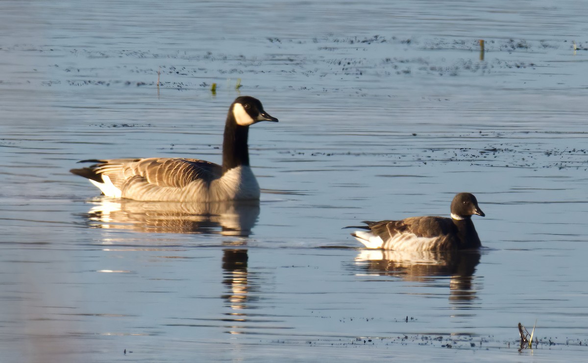 Brant - ML614353673