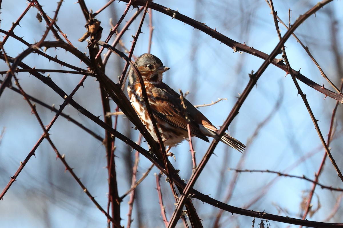 Fox Sparrow - Yiming Qiu