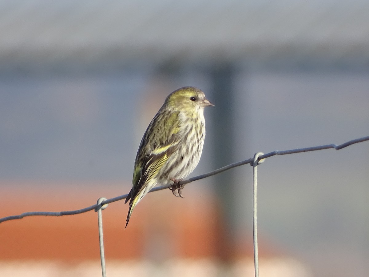 Eurasian Siskin - ML614353711