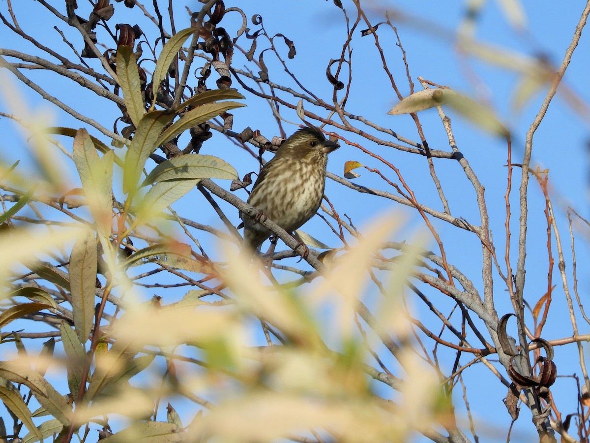 Purple Finch - ML614353740