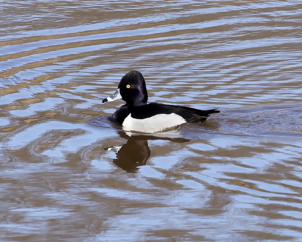 Ring-necked Duck - ML614353775