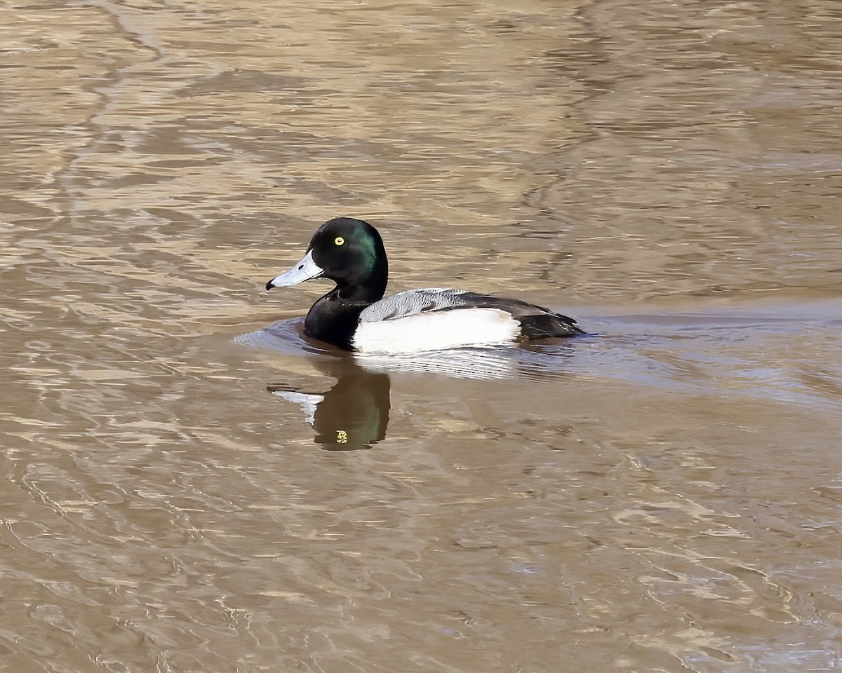 Greater Scaup - Debbie Kosater