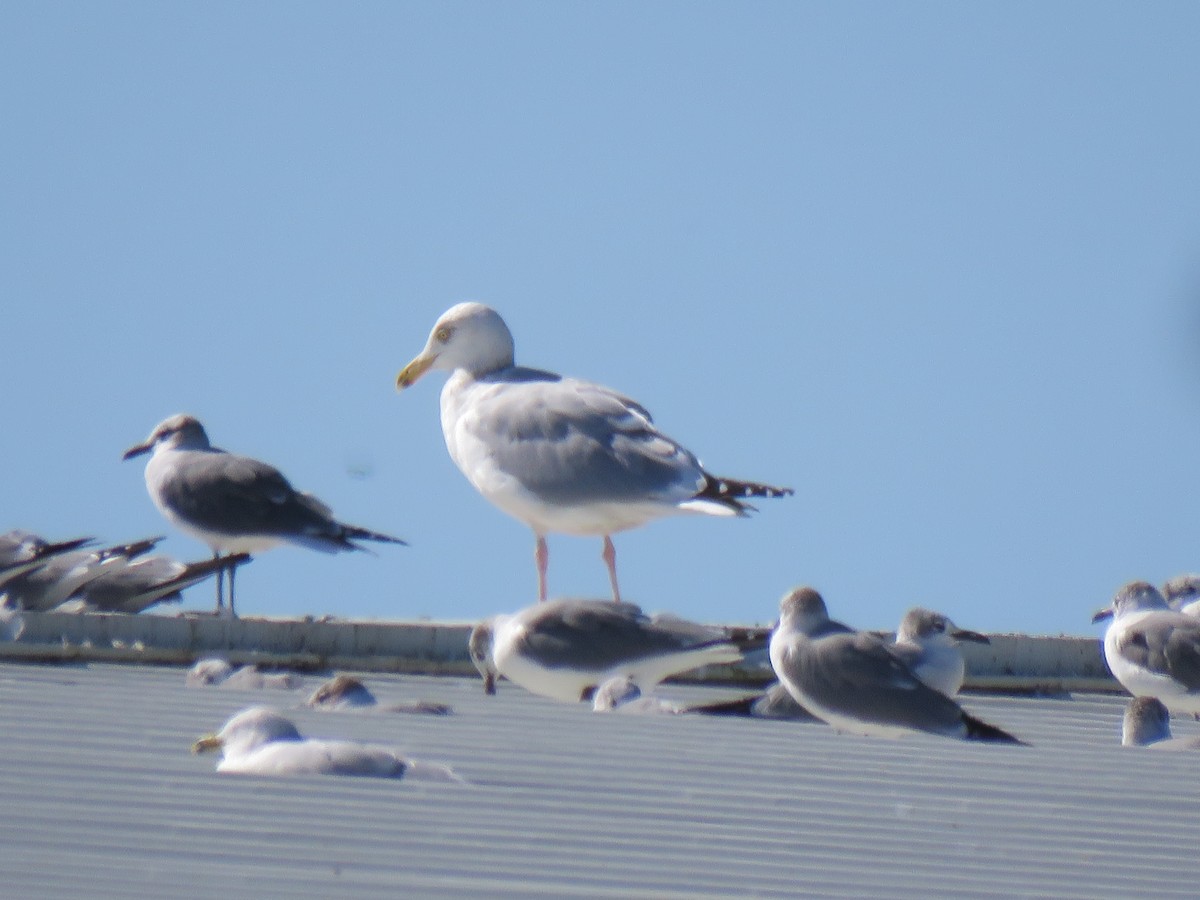 Herring Gull - ML614353791