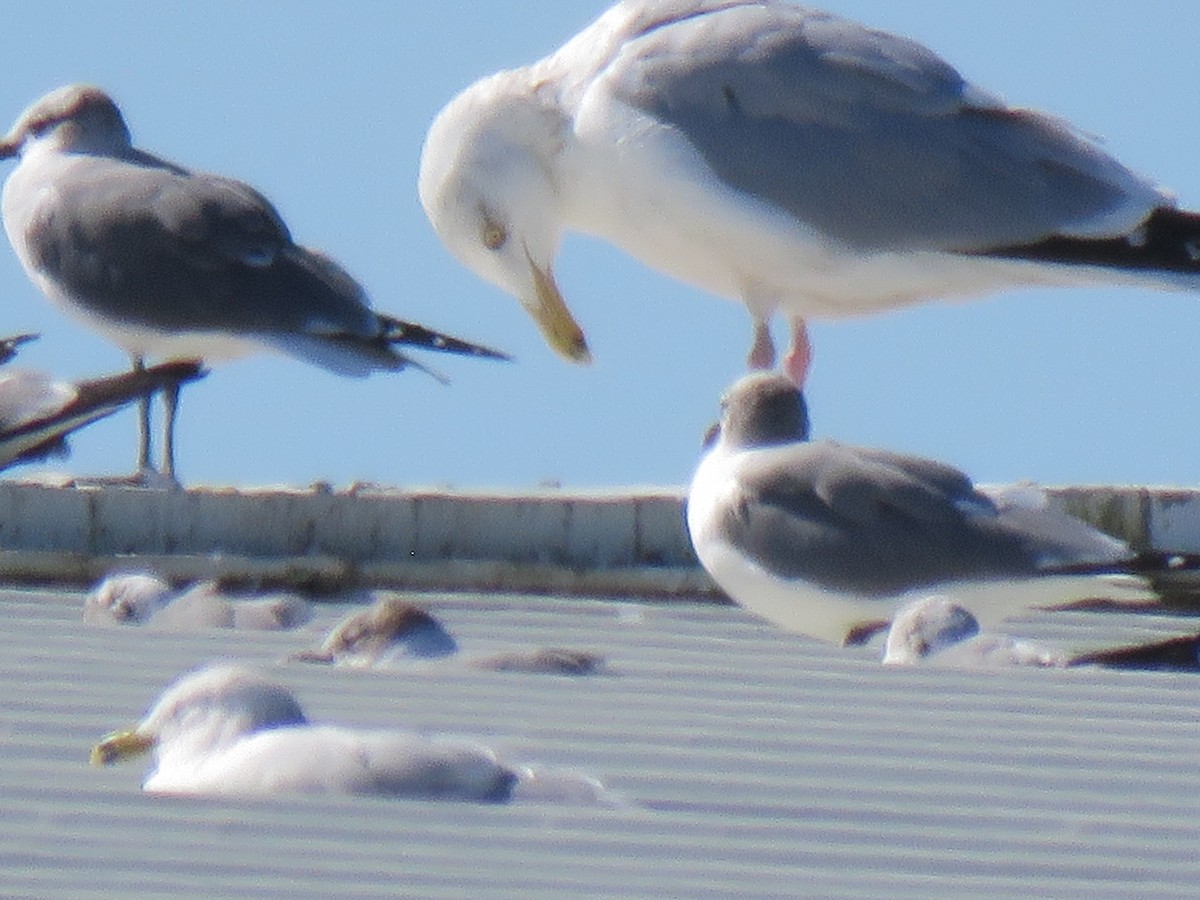 Herring Gull - ML614353792