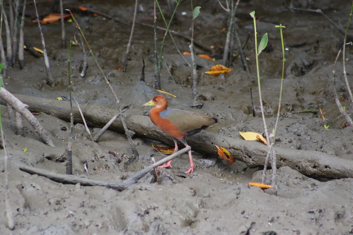 Rufous-necked Wood-Rail - ML614353832