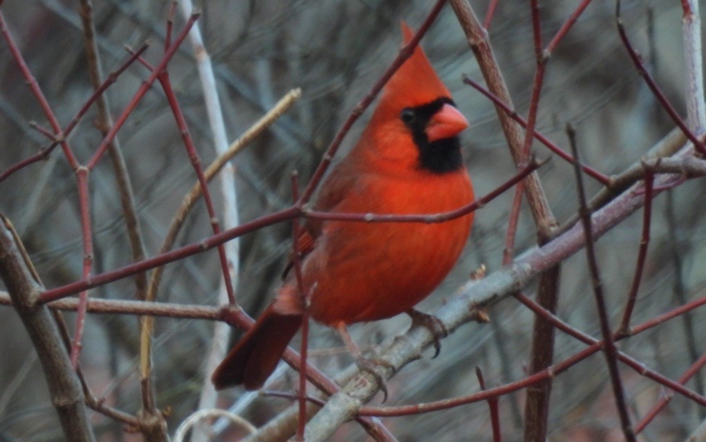 Northern Cardinal - ML614353840