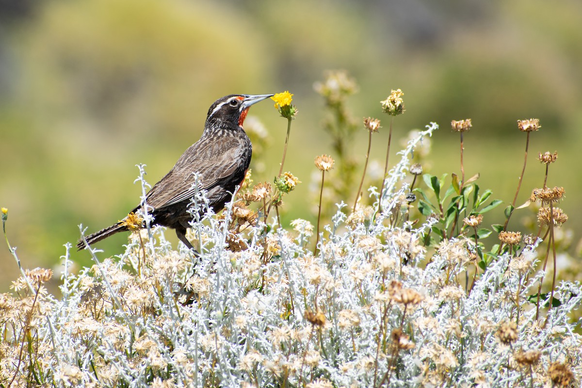 Long-tailed Meadowlark - ML614353864