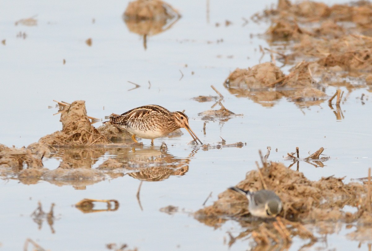 Common Snipe - ML614353939