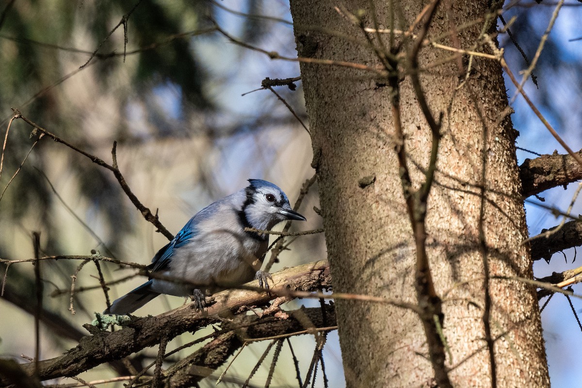 blåskrike - ML614353940