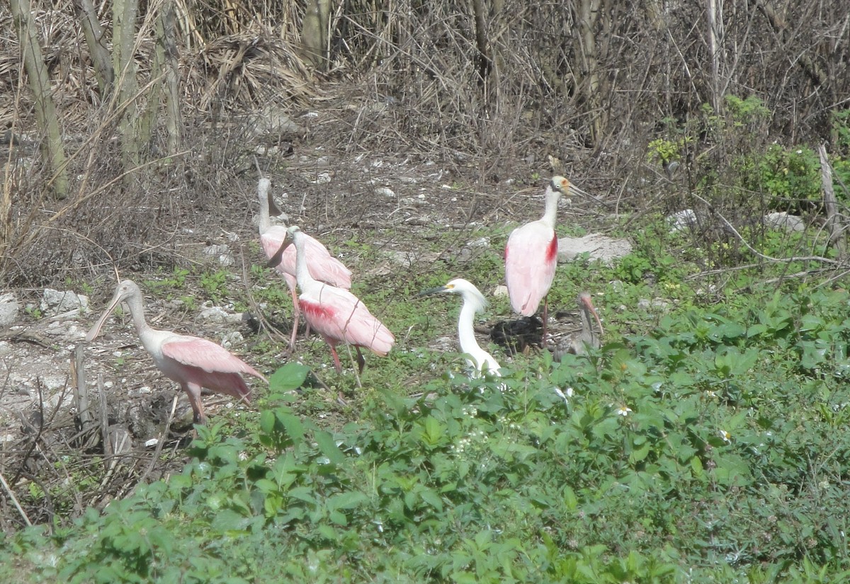 Roseate Spoonbill - ML614353944