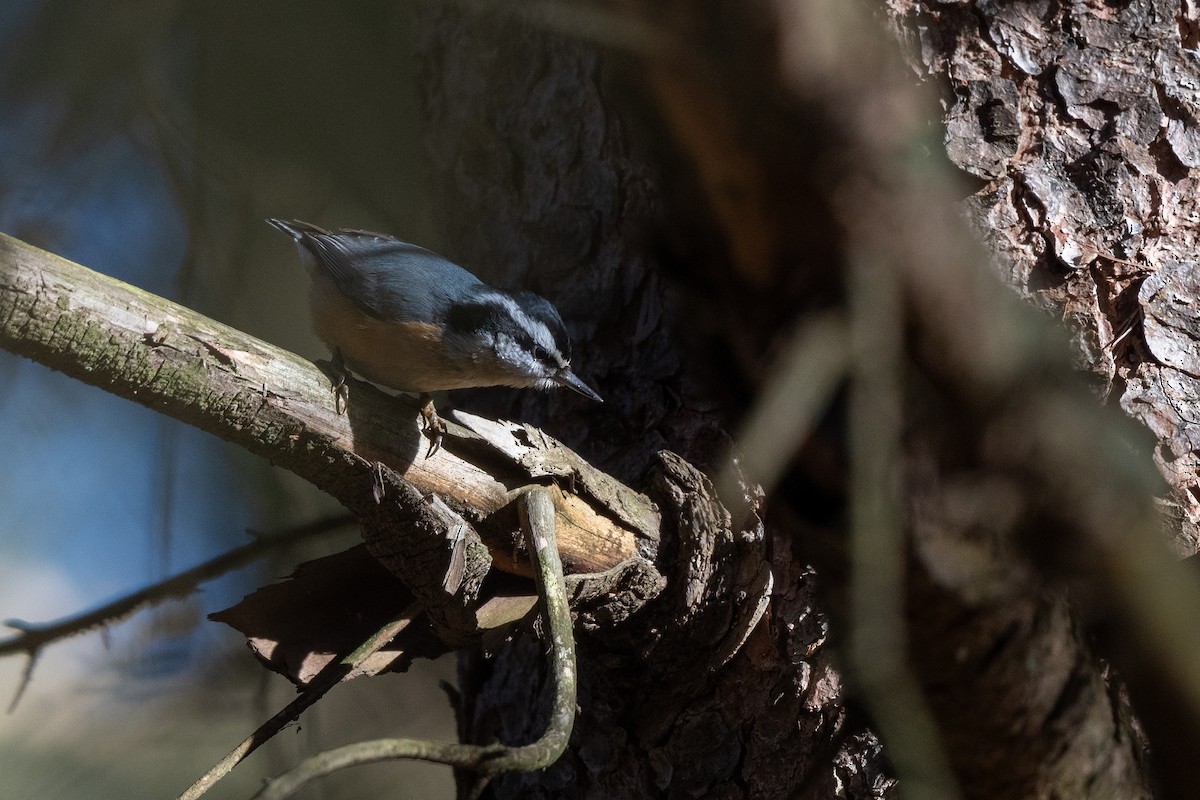 Red-breasted Nuthatch - ML614353945