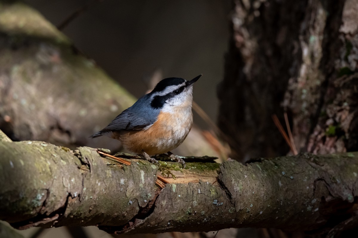 Red-breasted Nuthatch - ML614353946
