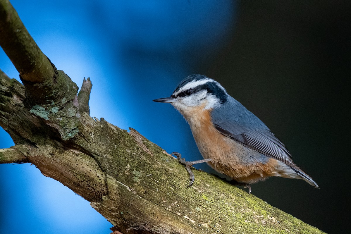 Red-breasted Nuthatch - ML614353947