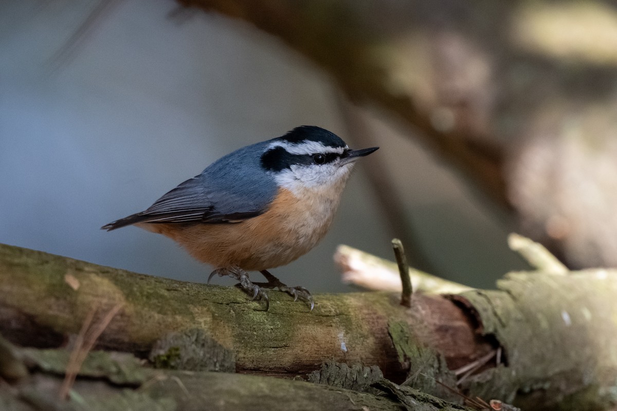 Red-breasted Nuthatch - ML614353948