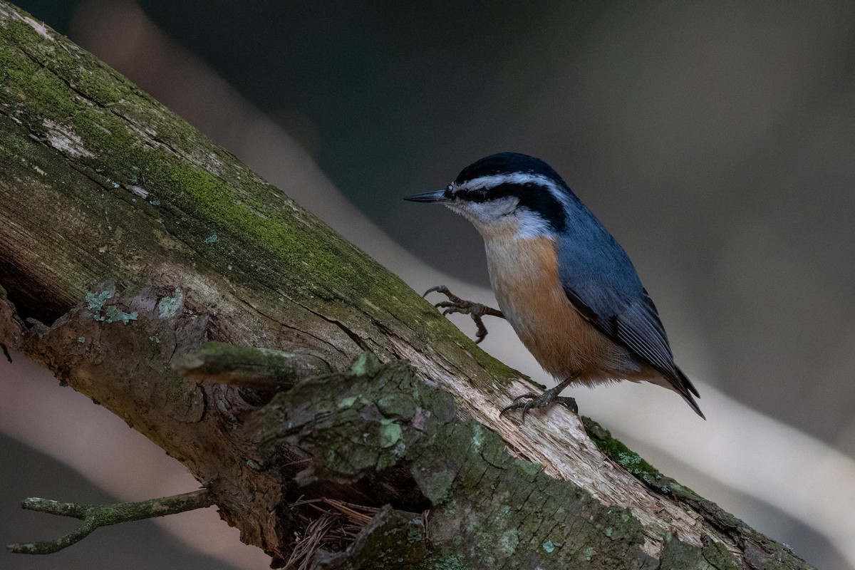 Red-breasted Nuthatch - ML614353949