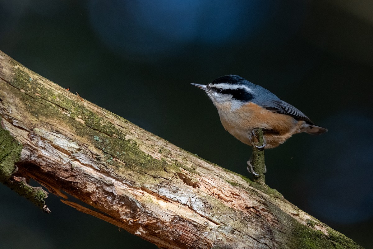Red-breasted Nuthatch - ML614353951