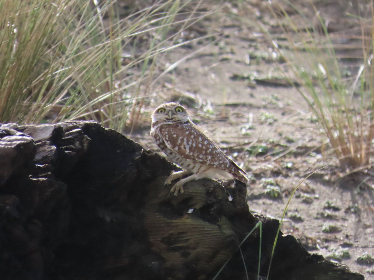 Burrowing Owl - ML614353965