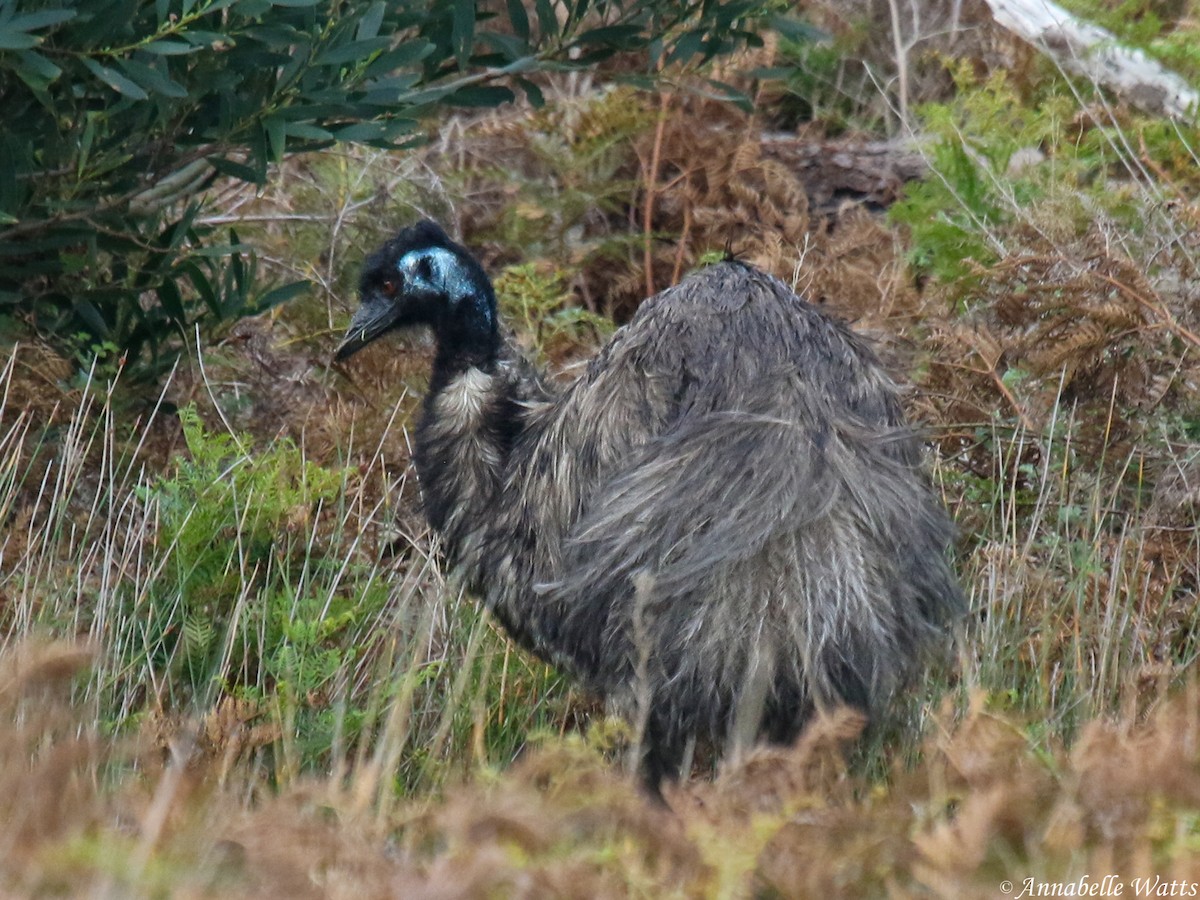 Emu - Justin Watts