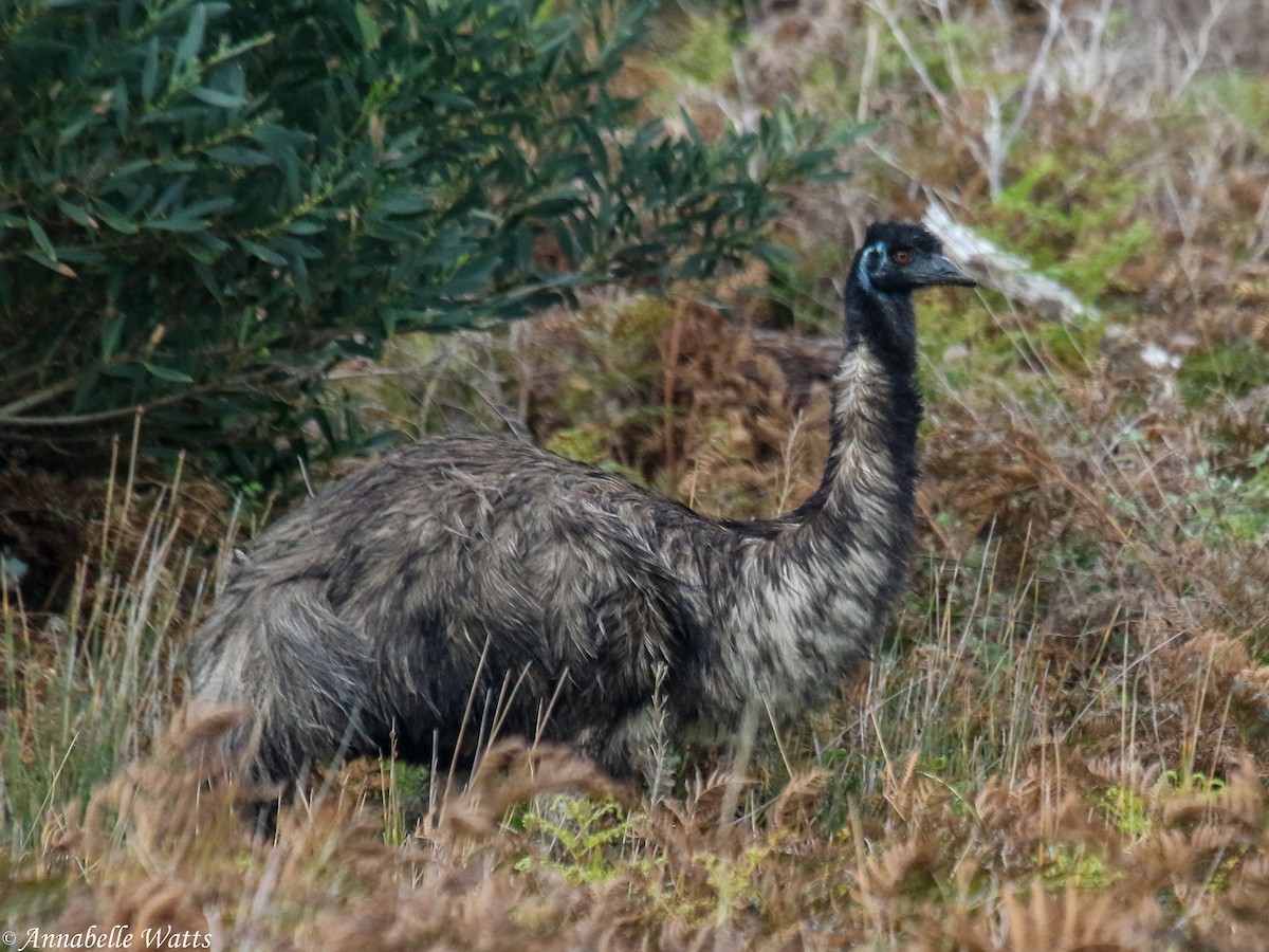 Emu - ML614354000