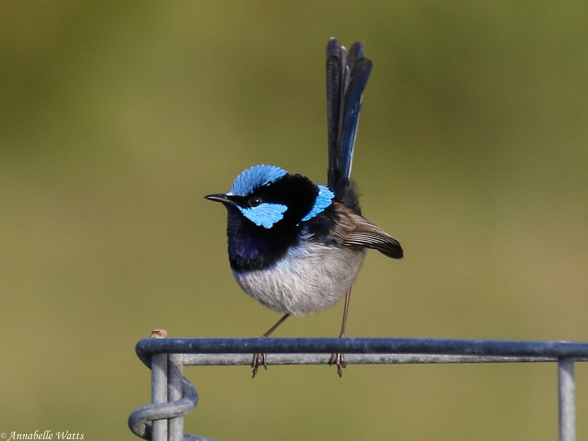 Superb Fairywren - Justin Watts