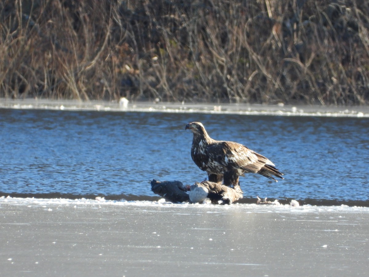 Weißkopf-Seeadler - ML614354038