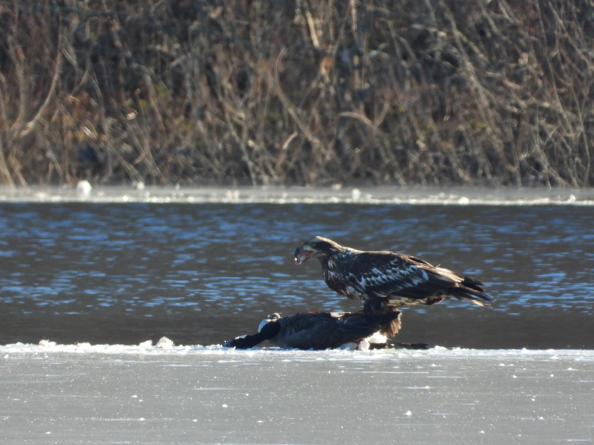 Weißkopf-Seeadler - ML614354039